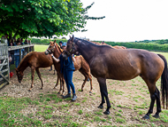 KS300622-8 - Cupboard Love & foal by Territories